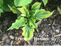 Hosta 